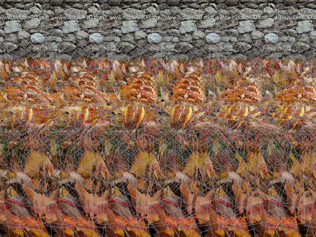 Stereogram by 3Dimka: Eight legs. Tags: spider, insect, spiderweb, hidden 3D picture (SIRDS)