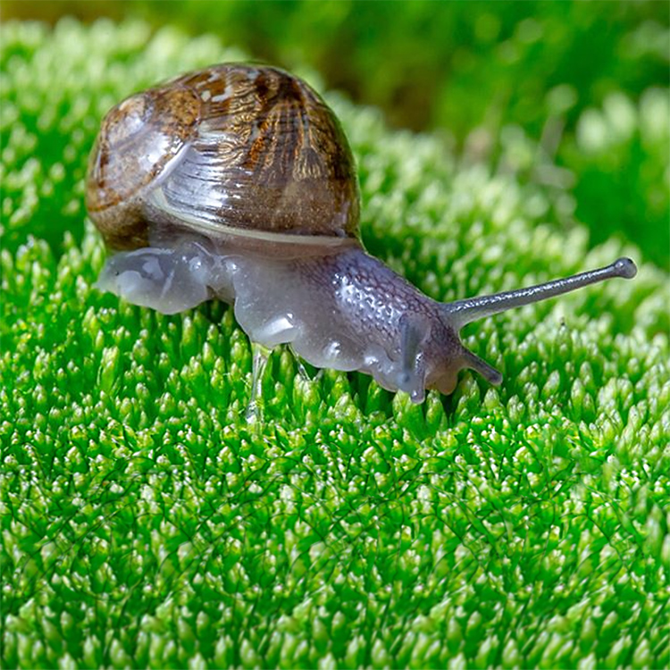 Stereogram by 3Dimka: @bigmilan_photo. Tags: snail spider, hidden 3D picture (SIRDS)