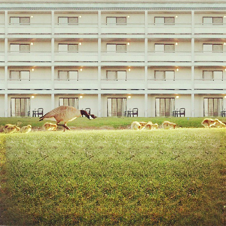 Stereogram by 3Dimka: @hereskenny. Tags: goose gees apartments grass , hidden 3D picture (SIRDS)