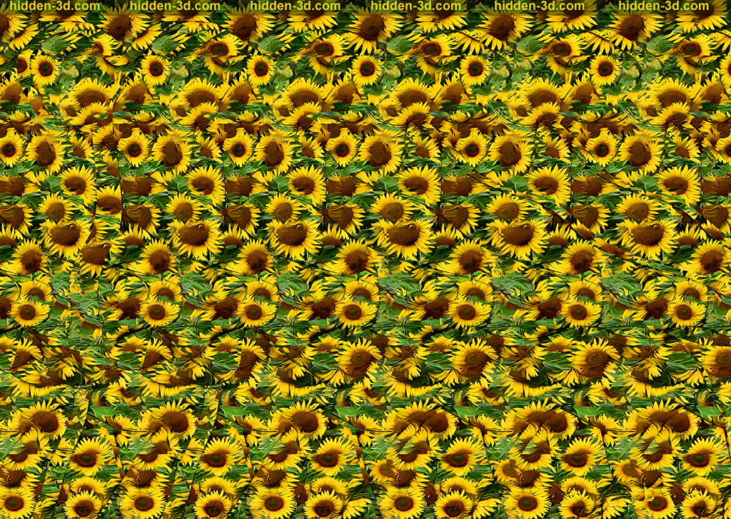 Stereogram by 3Dimka: Waking up to this. Tags: cow milk sunflower moo tongue, hidden 3D picture (SIRDS)
